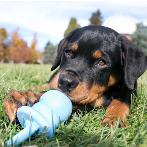 KONG Binkie Blue