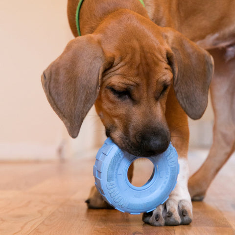 KONG Puppy Tires Blue