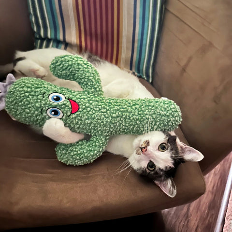 Kickeroo Cactus